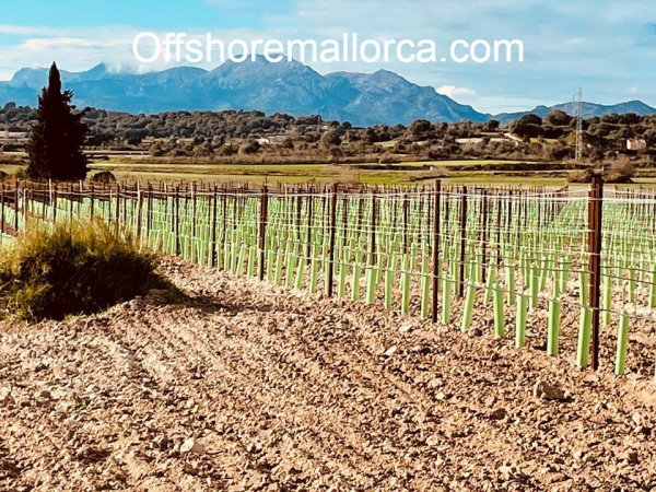 Exclusive vineyard in beautiful location in Santa Margalida